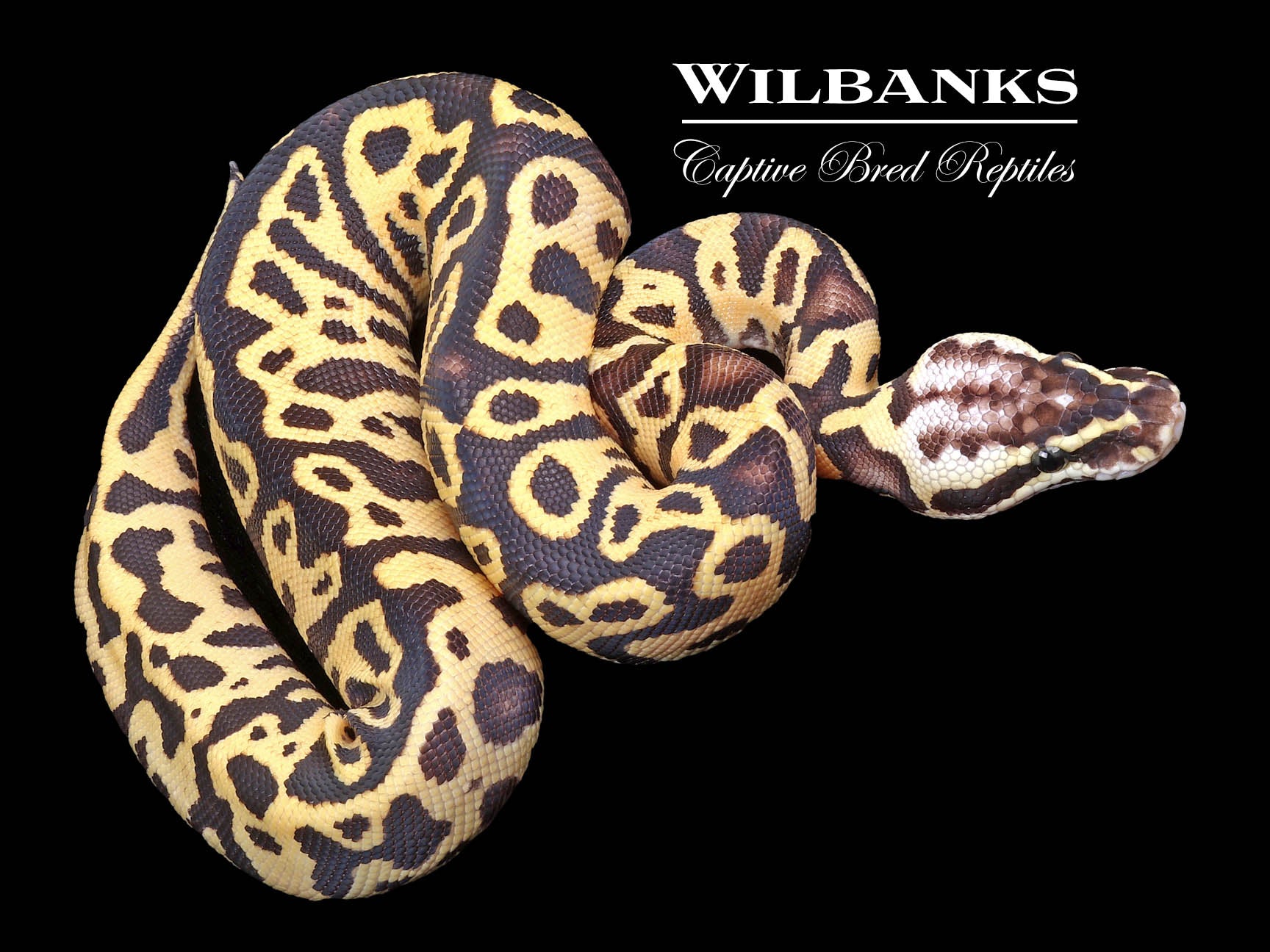 Pastel Leopard Fire or Vanilla Ball Python ♂ '23 – Wilbanks Captive ...