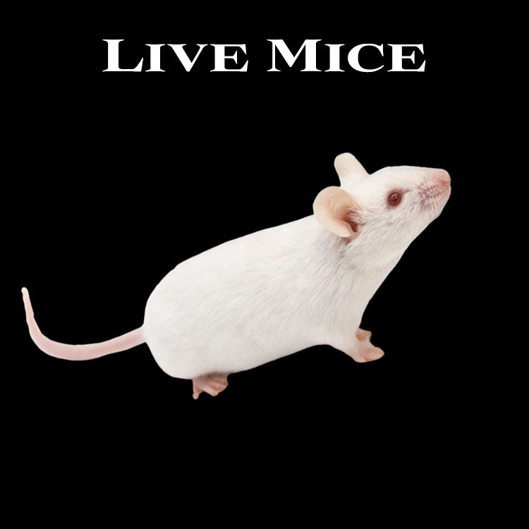 Live Mice - Wilbanks Premium Nutrition - Pickup Only – Wilbanks Captive ...