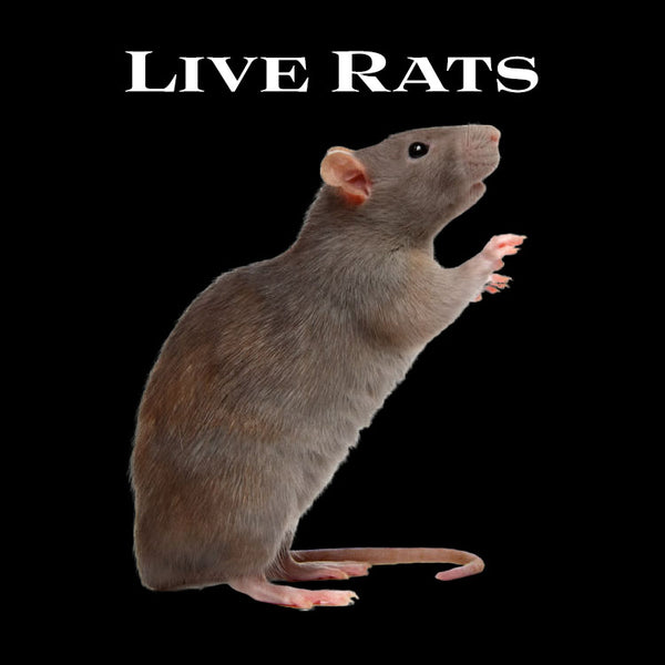 Live Rats - Wilbanks Premium Nutrition - Pickup Only – Wilbanks Captive  Bred Reptiles